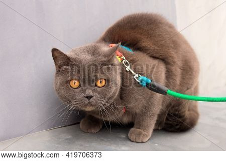 A Beautiful Purebred Scottish Fold Cat With Yellow Eyes On A Walk.