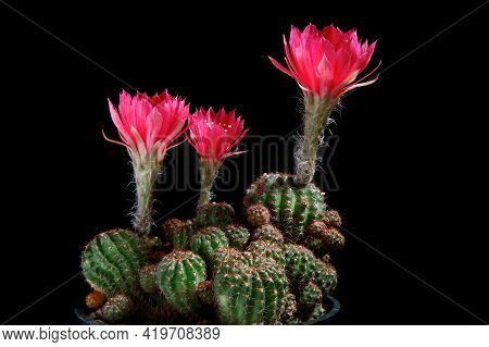 Red Flower Of Lobivia Cactus Blooming Against Dark Background