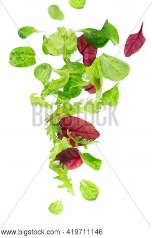 Salad Leaf. Lettuce Isolated On White Background