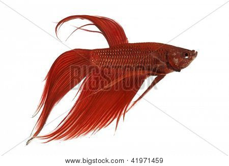 Boční pohled bojovnice, Betta splendens, bílé pozadí