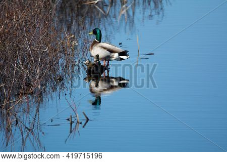 Duck (mallard) On A Lake In Spring In The Canadian Forest, Quebec