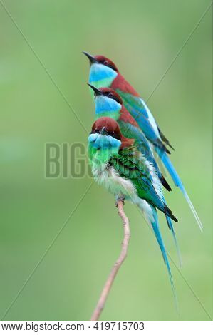 Family Of Blue-throated Bee-eater Birds (merops Viridis) Gethering Perching On Thin Branch Expose Ov