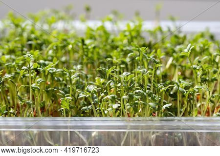 Micro Green Closeup. Germination Of Cress Seeds. Sprouted Watercress Salad Microgreens. Home Garden.