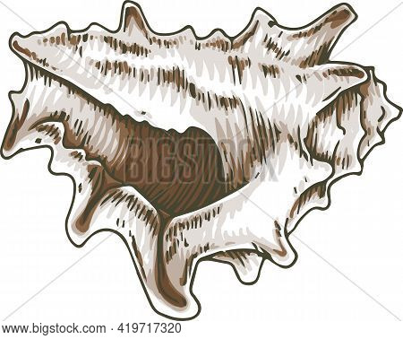 Murex Seashell. Isolated On White Background. Vector Illustration