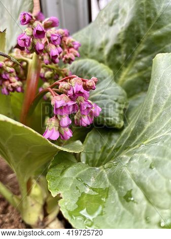 Badan Or Bergenia Flowers Framed By Leaves