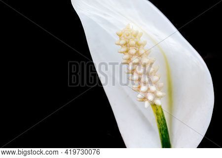 White Colored Flower Of Peace Lily Close And Isolated In Black Background With Differential Focus.
