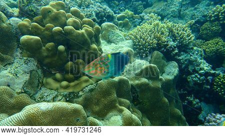Checkerboard Wrasse (halichoeres Hortulanus) Undersea, Red Sea, Egypt, Sharm El Sheikh, Nabq Bay