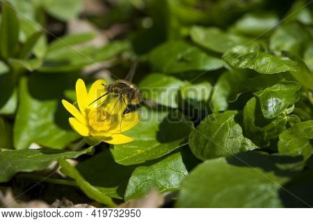 Bombylius Major Collecting Nectar From A Yellow Flower. Bombyliidae. Hummed On A Yellow Flower. Spri