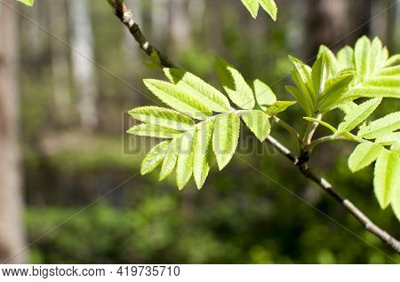 Close-up Of Young Leaves Of Rowan.
Spring, Green Leaves On A Blurred Background. Bokeh.