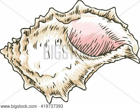 Murex Seashell With Pink Insides. Isolated On White Background. Vector Illustration