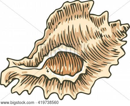 Murex Seashell. Isolated On White Background. Vector Illustration