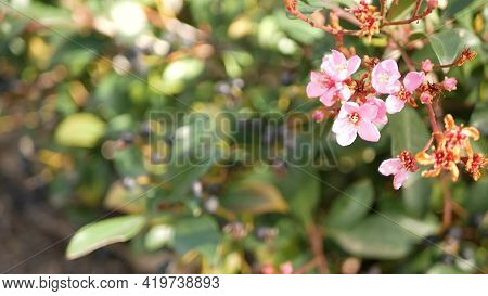 Indian Hawthorn Pink Flower, California Usa. Rhaphiolepis Springtime Fresh Bloom, Romantic Botanical