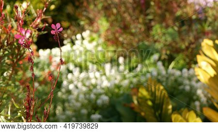 Colorful Wildflower Blossom, Spring Morning Meadow, Natural Botanical Background. Flower Delicate Bl