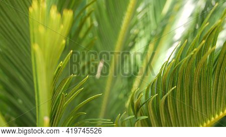 Cycad Fern Leaves In Forest, California Usa. Green Fresh Juicy Natural Botanical Leafage. Encephalar