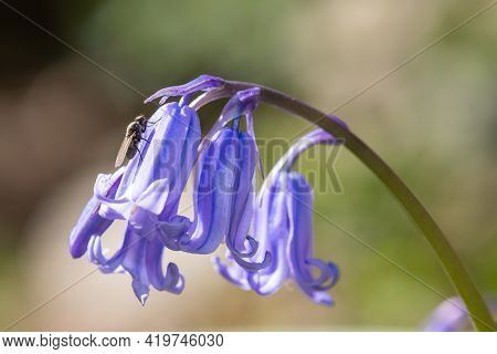 Common Bluebell (hyacinthoides Non Scripta) Flower