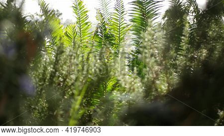 Cycad Fern Leaves In Forest, California Usa. Green Fresh Juicy Natural Botanical Leafage. Encephalar