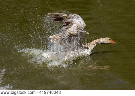 The American Buff Goose Is A Breed Of Domestic Goose Native To The United States