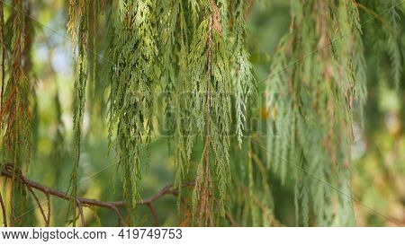 Cypress Coniferous Tree In Garden, California Usa. Natural Botanical Close Up Background. Atmosphere