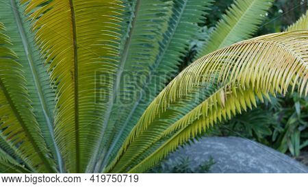 Cycad Fern Leaves In Forest, California Usa. Green Fresh Juicy Natural Botanical Leafage. Encephalar