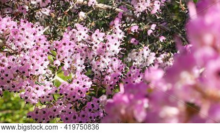 Heath Tree Pink Flowers, California Usa. Erica Arborea Briar Root Springtime Bloom. Home Gardening, 