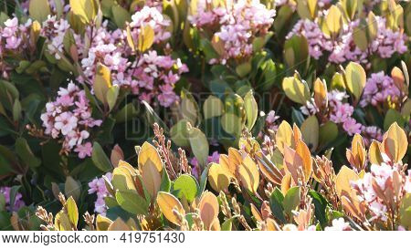 Indian Hawthorn Pink Flower, California Usa. Rhaphiolepis Springtime Fresh Bloom, Romantic Botanical