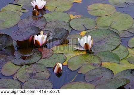 Several Water Lilies Of The Species 