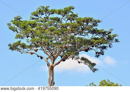 View Of A Big Tropical Tree In The Middle Of A Green Rainforest With Honey Bees And Skies In Keninga