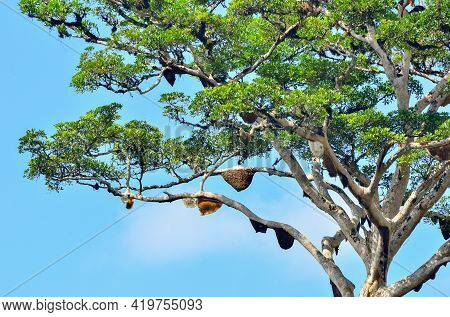 View Of A Big Tropical Tree In The Middle Of A Green Rainforest With Honey Bees And Skies In Keninga