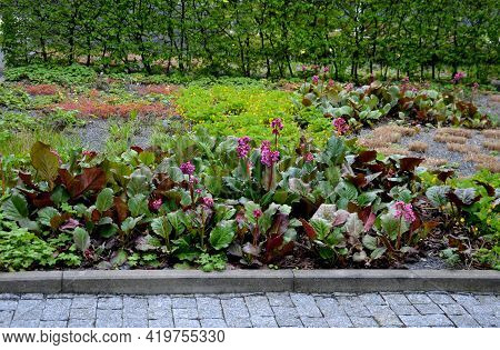 Bergenia Rotblum Is A Deep Pink Flowering Bergenia Variety With Almost Round Leaves. They Are Dark O