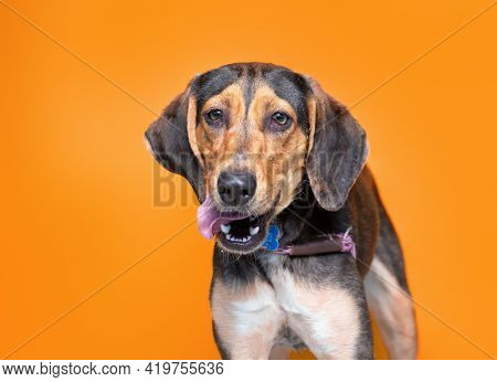 studio shot of a cute dog on an isolated background