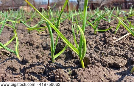 Sprouts Of Garlic Sprouted In The Garden Bed. Spring, Sunny Day, Gardening