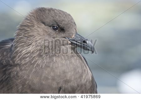 Skua polare sud ritratto seduto sulla roccia delle isole antartiche.