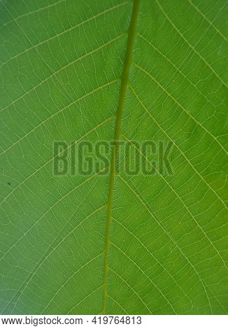 Macro Shot Of Fresh Green Leaf, Closeup Shot Of Walnut Leaf - Stock Photo