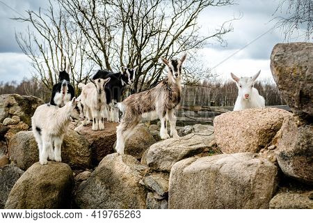 Herd Of Goats In The Grassland. Goats Eating Grass And Climbing Rocks On A Pasture In Farm. Goat Kid