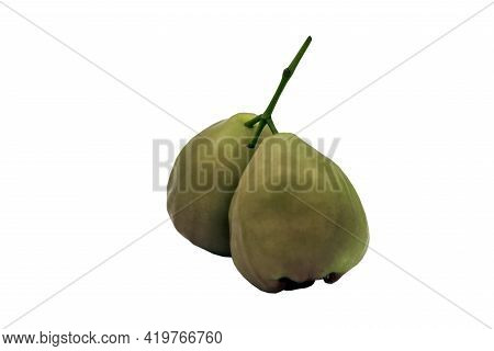 Green Rose Apples Or Green Water Apples 