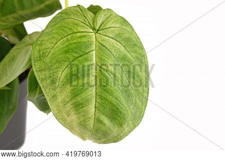 Close Up Of Leaf Of Houseplant With Botanic Name 'syngonium Macrophyllum Frosted Heart' Isolated On 