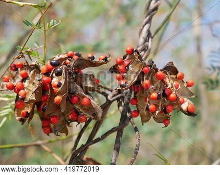 A Abrus Precatorius With Bright Red Children