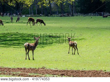 Heard Of Deer At Woburn Abbey Park In Bedfordshire, England, Uk