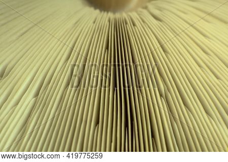 Different Parts Of The Mushroom, Close-up Shot Natural Pattern Gill Or Lamella Of Mushrooms For Natu