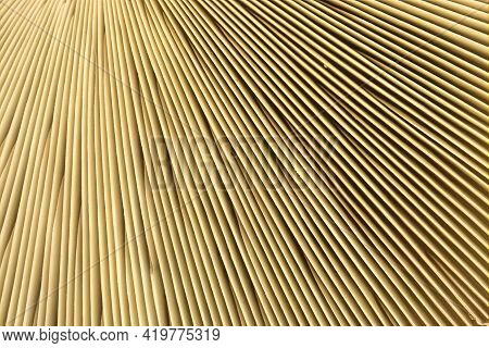 Different Parts Of The Mushroom, Close-up Shot Natural Pattern Gill Or Lamella Of Mushrooms For Natu