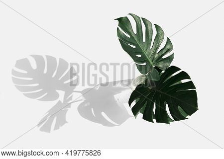 Monstera delicosa plant leaf on an off white background 