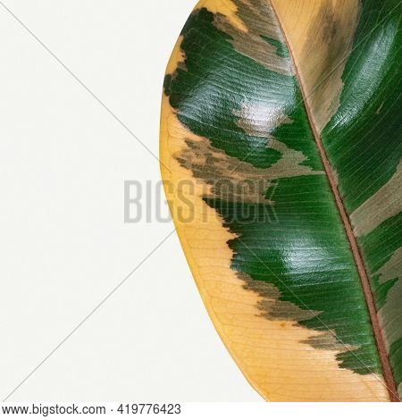 Closeup of an Indian rubber plant leaf