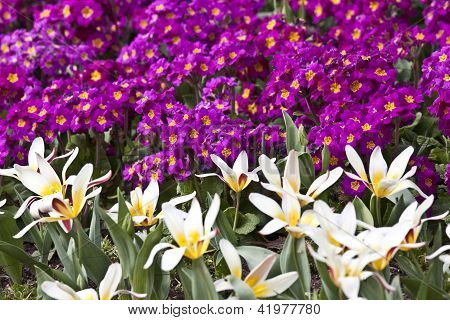 Tulipani nel parco botanico