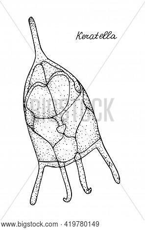 Wheel Animal. Black And White Hand Drawn Illustration.