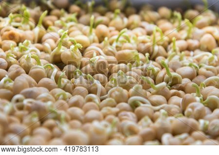 Germination Of Seeds In A Special Tray. Tray With Grid For Microgreening. Pea Seeds With Sprouts, Su