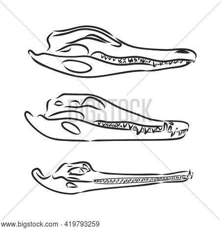 Dinosaur Skull. Drawing Of T-rex Skull Dinosaur Skeleton Vector