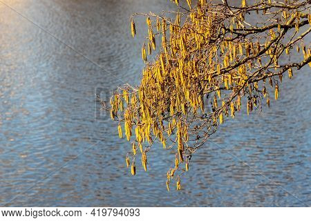 Branch Of A Speckled Alder Male Flowers At Water Background. Grey Alder (alnus Incana) Is Blooming I