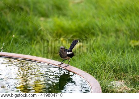 Beautiful Female Oriental Magpie-robin On The Pond And Grass Is Background