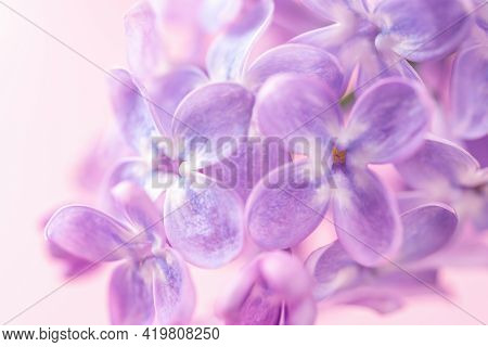 Purple White Lilac Flowers Against Pastel Pink Background. Macro. May Lilac Blossom Template Greetin