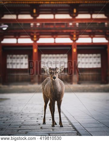 Sika deer in Nara Park, Japan